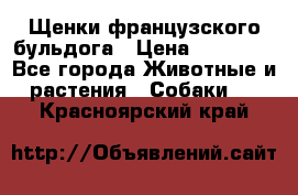 Щенки французского бульдога › Цена ­ 30 000 - Все города Животные и растения » Собаки   . Красноярский край